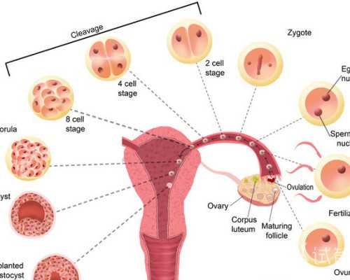 助孕包女孩价格,染色体可以做试管吗_染色体有问题可以做试管吗